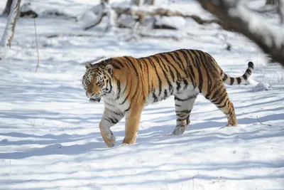 Трех тигров пытаются отловить в Приморье