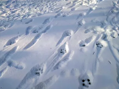 Следы животных на снегу - 54 фото