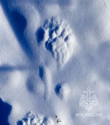 Решил, что это тигр: странные следы нашёл житель Владивостоке в черте  города - ОТВПрим
