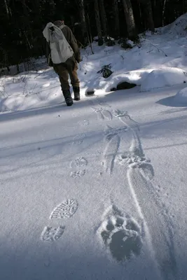 Увидели следы на снегу: тигр гуляет по одному из районов Приморья — видео |  Восток-Медиа | Дзен
