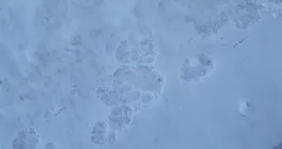Следы тигра с тигренком заметили на сопке во Владивостоке - KP.RU
