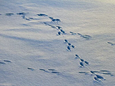Следы тигра на снегу - картинки и фото (46 шт)