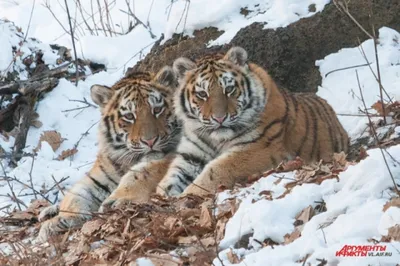 В Хабаровском крае возле жилых домов местные обнаружили свежие следы тигра  размером с человеческую ладонь | Readovka.news | Дзен