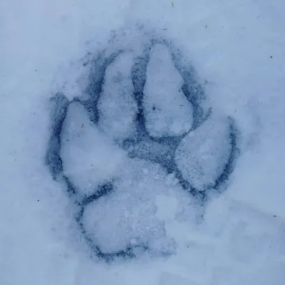 Полосатые прогулки: жителей Приморья пугают тигриные следы на снегу