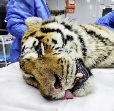 В Якутии впервые за 50 лет обнаружили следы амурского тигра |  glavnayatema.com