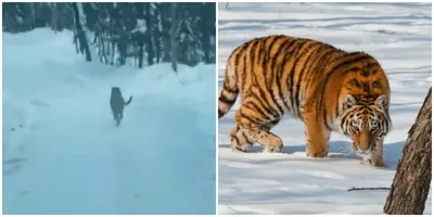 Следы зверей на снегу (34 фото) - 34 фото