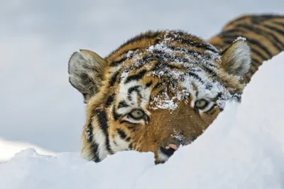 Под Хабаровском сбили амурского тигра | Изнанка - новостной портал | Дзен