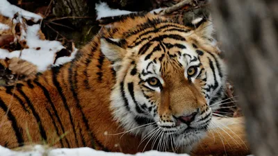 След тигра: как на Дальнем Востоке спасают от вымирания могучих таежных  хищников | Вокруг Света