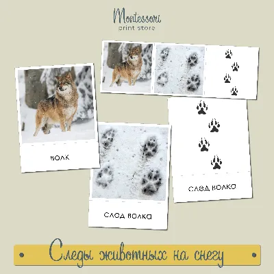 Собачьи следы на снегу стоковое фото. изображение насчитывающей съемка -  134882962
