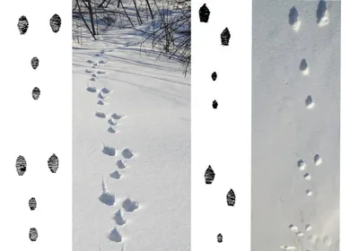 Картинки следы собаки на снегу (61 фото) » Картинки и статусы про  окружающий мир вокруг