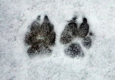 следы животных в снегу зимой. Стоковое Изображение - изображение  насчитывающей нога, путь: 235015085