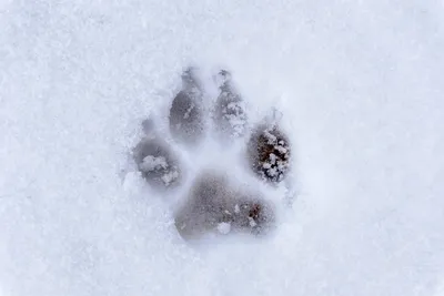 Следы собаки на снегу картинки - 60 фото