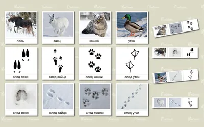 ноги в ботинках и следы собаки на снегу фотография Stock | Adobe Stock