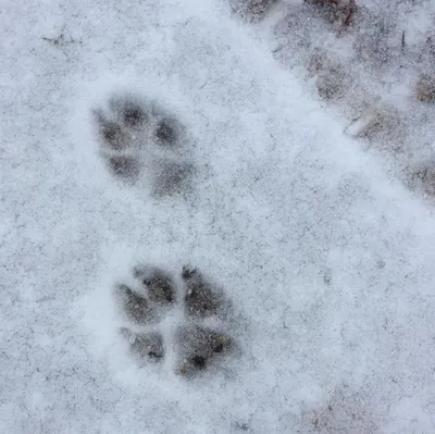 следы на снегу. отпечатки пальцев кошек или собак. лапы животного. следы  кошки или собаки в снегу. зимний фон. Стоковое Фото - изображение  насчитывающей нога, след: 285461650