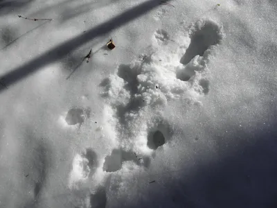 По следам на снегу». Животные Первомайского района | Интерактивное  образование