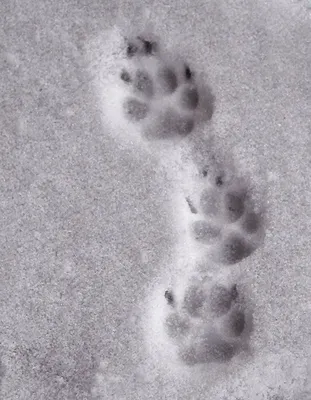 Собака и следы на снегу)) - YouTube