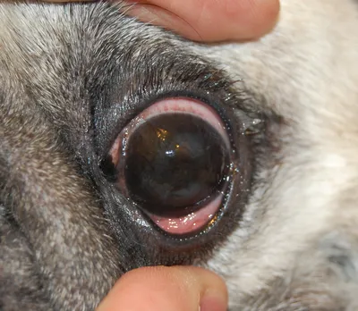 Слепота у собак фото 