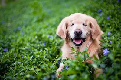 Слепая собака спорной породы из Березовского ищет новый дом / VSE42.RU -  информационный сайт Кузбасса.