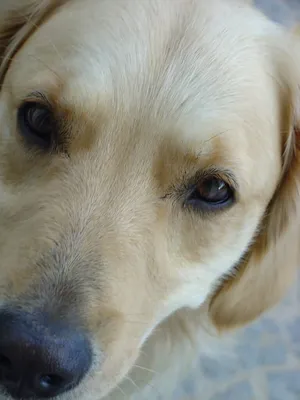 Собака ослепла: что делать, как понять, причины слепоты