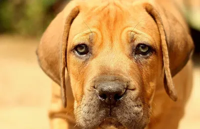 симпатичная слепая собака стоковое фото. изображение насчитывающей  млекопитающее - 242974072