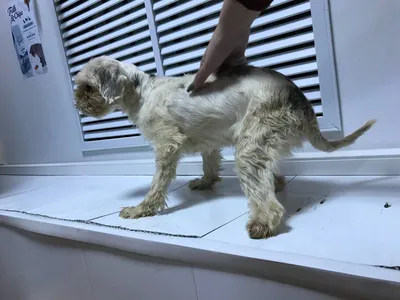 Одноглазая слепая гибридная собака, изолированная на белом | Премиум Фото