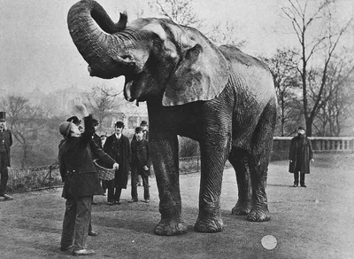 Слон дамбо фото фотографии