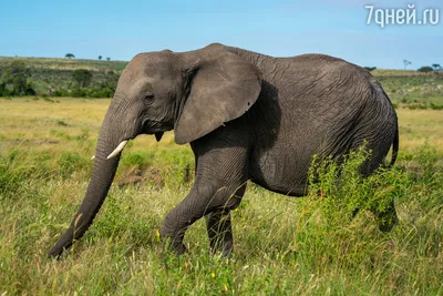 250 877 рез. по запросу «Африканский слон» — изображения, стоковые  фотографии, трехмерные объекты и векторная графика | Shutterstock