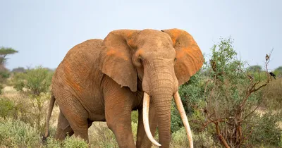 Ученые выяснили загадочную причину смерти шести слонов | РБК Life