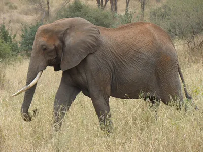 z5430 Слон африканский, 100 см - купить в магазине HansaToys