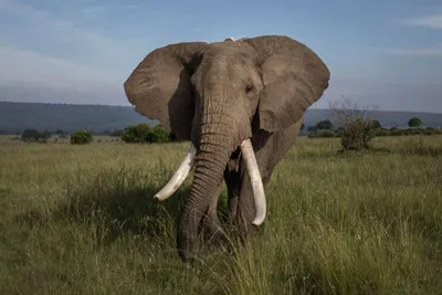 Спящий слон | Добро пожаловать в коллекции подарков ООН
