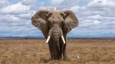 Слон растоптал смотрителя национального парка на глазах у его коллег:  Звери: Из жизни: Lenta.ru