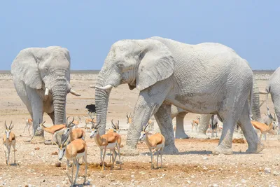 Хвост Слона Крупным Планом — стоковые фотографии и другие картинки Африка -  Африка, Африканский слон, Большой - iStock