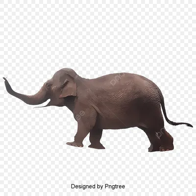 805 538 рез. по запросу «Слоны» — изображения, стоковые фотографии,  трехмерные объекты и векторная графика | Shutterstock