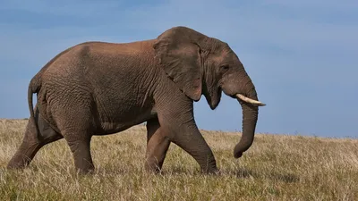 слон — Вікісловник