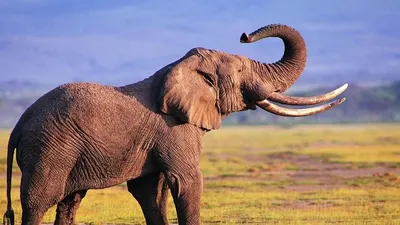 Ученые установили, почему у слонов длинные хоботы. Подробности | РБК Life