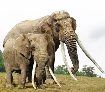 Слоны без бивней стали обычным явлением как эволюционная реакция на  браконьеров
