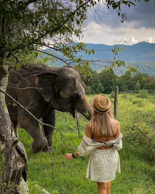 Африканский слон с поднятым хоботом Стоковое Фото - изображение  насчитывающей бивни, уши: 116836688