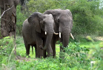 Саванный слон (Масаи Мара) · iNaturalist