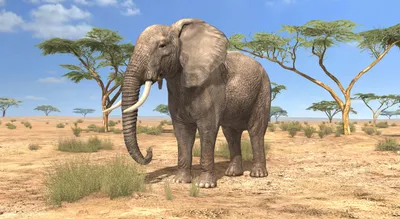Биологи обнаружили связь между вымиранием слонов и глобальным потеплением