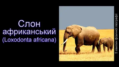 Хвост Слона Крупным Планом — стоковые фотографии и другие картинки Африка -  Африка, Африканский слон, Большой - iStock