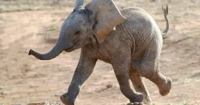 Слон большой: 10 интересных фактов об этих гигантских существах / Оффтопик  / iXBT Live