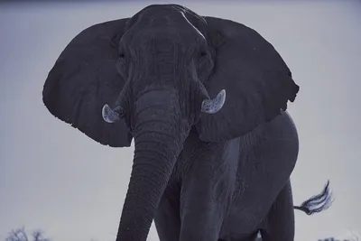 Красная книга|Африканский слон | Пикабу