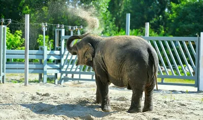 Elephant. Слон. PNG. | Слон мягкая игрушка, Слон, Динозавр