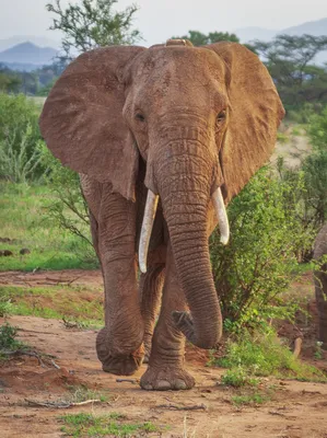 Самый редкий слон в мире: единственный гибрид африканского и индийского  слона