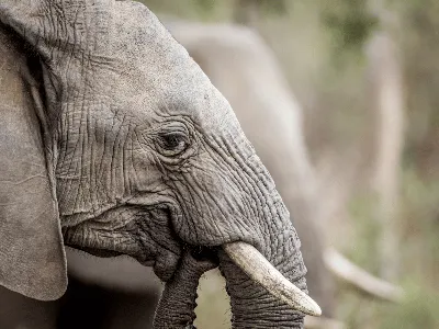 Памир: Слон со сложным характером