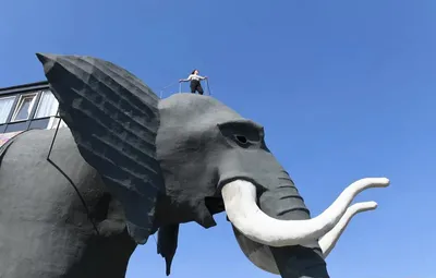 Африканский красный слон находится в заповеднике дикой природы Пять больших  животных Африки Стоковое Фото - изображение насчитывающей горизонтально,  ангстрома: 164370660