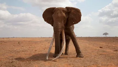 Слон, 2020 — описание, интересные факты — Кинопоиск