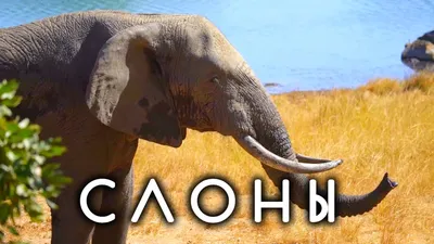 5 интересных фактов о слонах — Best of Africa