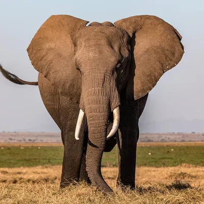 206,428 слон стоковые фото – бесплатные и стоковые фото RF от Dreamstime