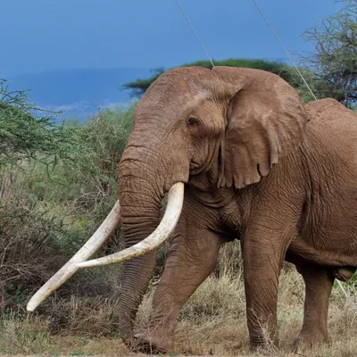 В Кении умер слон с самыми крупными бивнями - РИА Новости, 05.02.2020